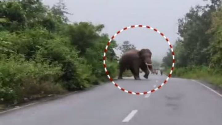 Elephant creates panic in Ganjam, locals accuse Forest Department officials of inaction