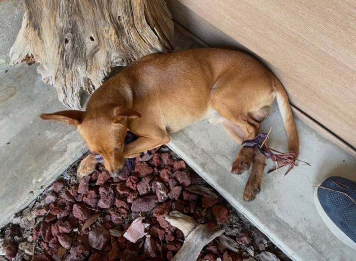 Dog tied up and left to die crawls to a home in Florida to be saved
