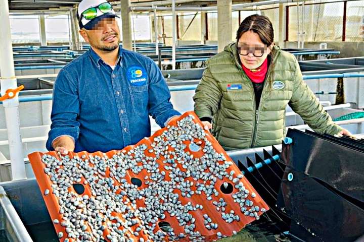 Arranca la veda de abulón en BCS; su captura genera una producción anual de 100 toneladas 