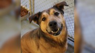 Ohio Pup Overlooked For 2,381 Days Just Wants Someone To Choose Him
