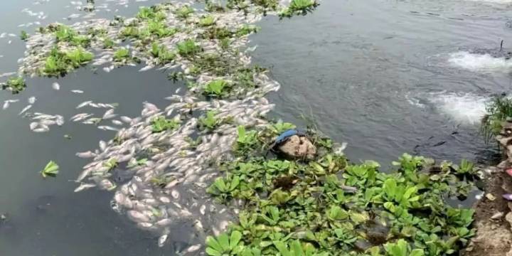 Enésimo anuncio para rescatar el Río los Perros en Juchitán