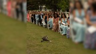 North Carolina Wedding Guests Stunned When Ceremony Starts With An Unexpected Guest In The Aisle