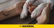 Estos son los diez perros más peligrosos del mundo