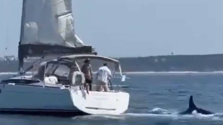 Terrifying moment pod of orcas SINK tourist yacht off Brit holiday hotspot Portugal in latest killer whale attack