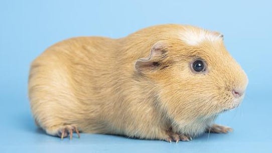 Guinea pigs stolen from animal sanctuary in Marana, Arizona