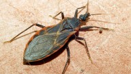 Are kissing bugs in Illinois? What to know as Chagas disease spreads in U.S.
