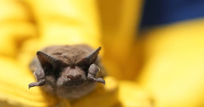 Bat with rabies found in Pasadena