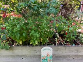 Garden Talk: Avoid the worst mistake in drying herbs for winter cooking