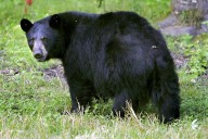 Bear attack victim in stable condition at UAMS in Little Rock