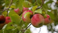 Try these 6 orchards near Des Moines for fall apple picking