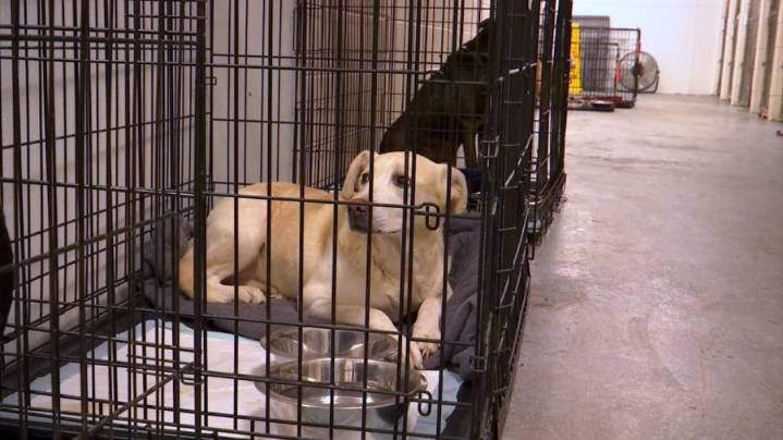 Morristown Hamblen Humane Society takes in almost 200 animals in Hoarding Case