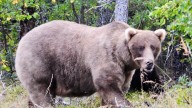 Fat Bear Week 2025 competitors: From broken-jawed chunk to defending champ