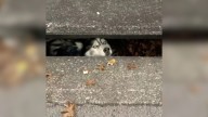 Kentucky Dog Trapped In Drain Pipe Is Rescued And He’s Loving The Attention
