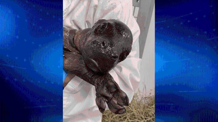 Pygmy hippo calf born at John Ball Zoo in Michigan