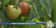 Tomato growth delayed by smoke, corn sweat