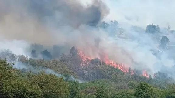 Pulmarí participó de la reunión del Consejo Consultivo sobre bosque nativo en Aluminé