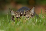 Cuidados responsables para gatos: cómo protegerlos y cuidar el medio ambiente