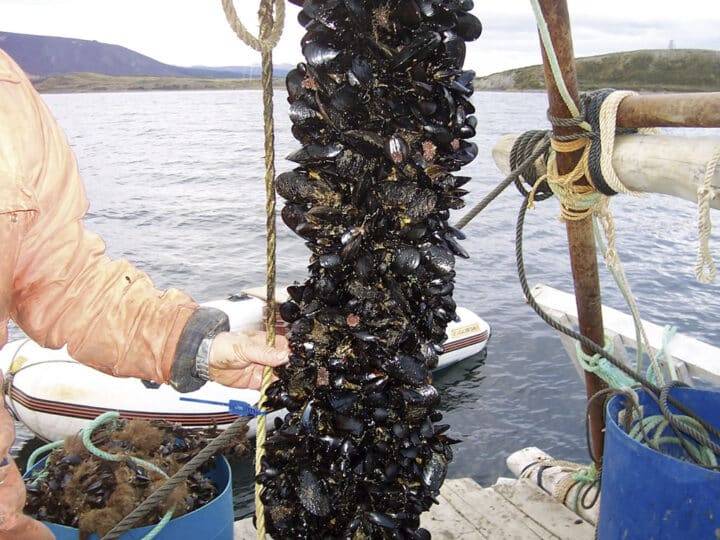 Respaldo científico para el cultivo de mejillón en Tierra del Fuego