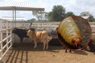Alerta sanitaria por gusano barrenador; Bacalar y Chetumal con más casos