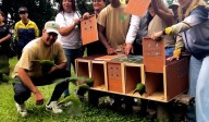 Liberan especies silvestres en el Ávila: 4 osos meleros y 7 «tragavenaos» entre ellas