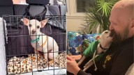 Pup From North Carolina Was Heartbroken After Being Rejected And Surrendered To Shelter By His Family