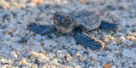 Sea turtle nesting season nearing an end on Anna Maria Island, watchers say