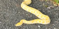 9-foot albino python found in Coventry; police searching for owner