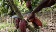 Cargill detiene el procesamiento de cacao en Costa de Marfil por la calidad del grano