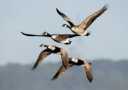 Nebraska town dealing with 'aggressive' geese