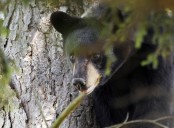 N.J. man dies after collapsing while bear hunting in Maine