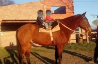 Indignación en Acha por la muerte de "Tomacito", un caballo de paseo
