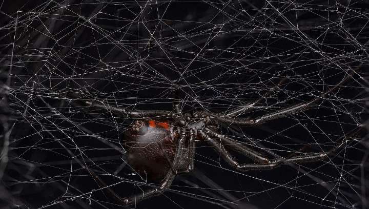 Female Western Black Widows Make The Perfect Pheromone Cocktail To Attract Mates, And It Smells Like Cheesy Feet
