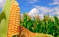 Venezuela registra récord histórico en siembra de maíz para ciclo invierno 2025