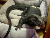 Runaway 4-foot lizard that became Mass. town’s ‘mascot’ to get livestreamed habitat
