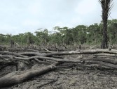 Amazonía: deforestación y falta de titulación aumentan enfermedades