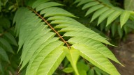 These smelly trees are helping other invasive pests make Indiana their home