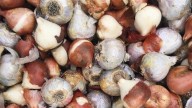 When should I plant my bulbs? What fall gardeners in Michigan should know