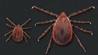 Asian longhorned tick found in Maine