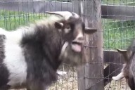 Authorities Respond to Call About a Screaming Woman, Find a Screaming Goat