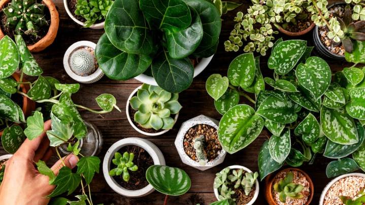 Qué planta tenés que regalar, según tu mes de nacimiento
