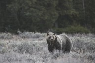 Fat Bear Week: NPS shares history of fat bear in Yellowstone