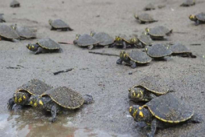 Loreto: destacan avances en conservación de taricayas en Reserva de Pacaya Samiria