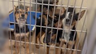 California Shelter Faces Deadline To Save Six Puppies, Then A Miracle Happens