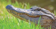 Florida Woman Fought Off 5-Foot Alligator To Save Her 4