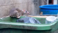 Why I'm leaving overcrowded London for good, by a rat