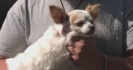 North Strabane Township man tried to kill 2 dogs with ball