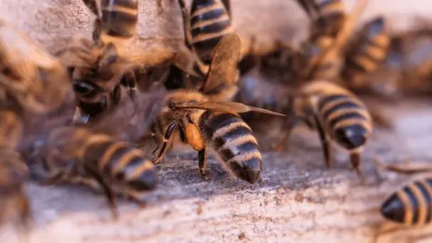 Ataques de abejas en Sonora dejan un muerto y varios heridos