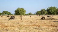 Vacunadas del serotipo 3 de la lengua azul las explotaciones ganaderas de Mallorca con sospechas de foco