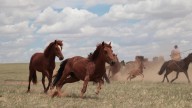 ¿Qué hizo que los caballos salvajes pudieran ser domesticados y montados?