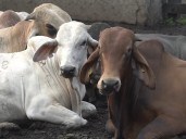 Colombia podrá exportar nuevamente semen bovino a Costa Rica